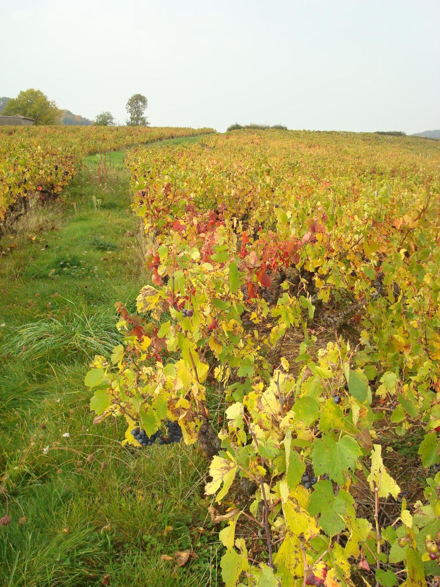 Chambre d'hôtes Les Plaisances Saint-Julien  Extérieur photo